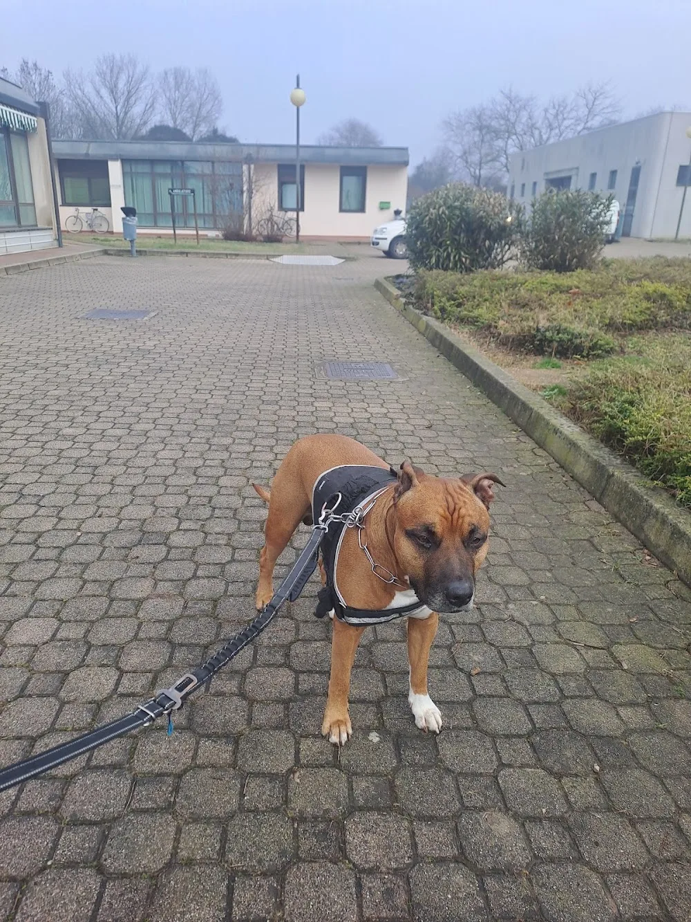 Canile Sanitario - AULSS 6 Euganea - Padua pet otel