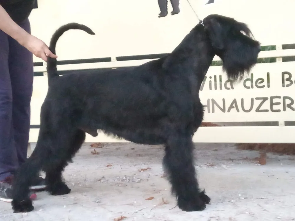 Hotel Dog'S - Padua pet otel görseli 3