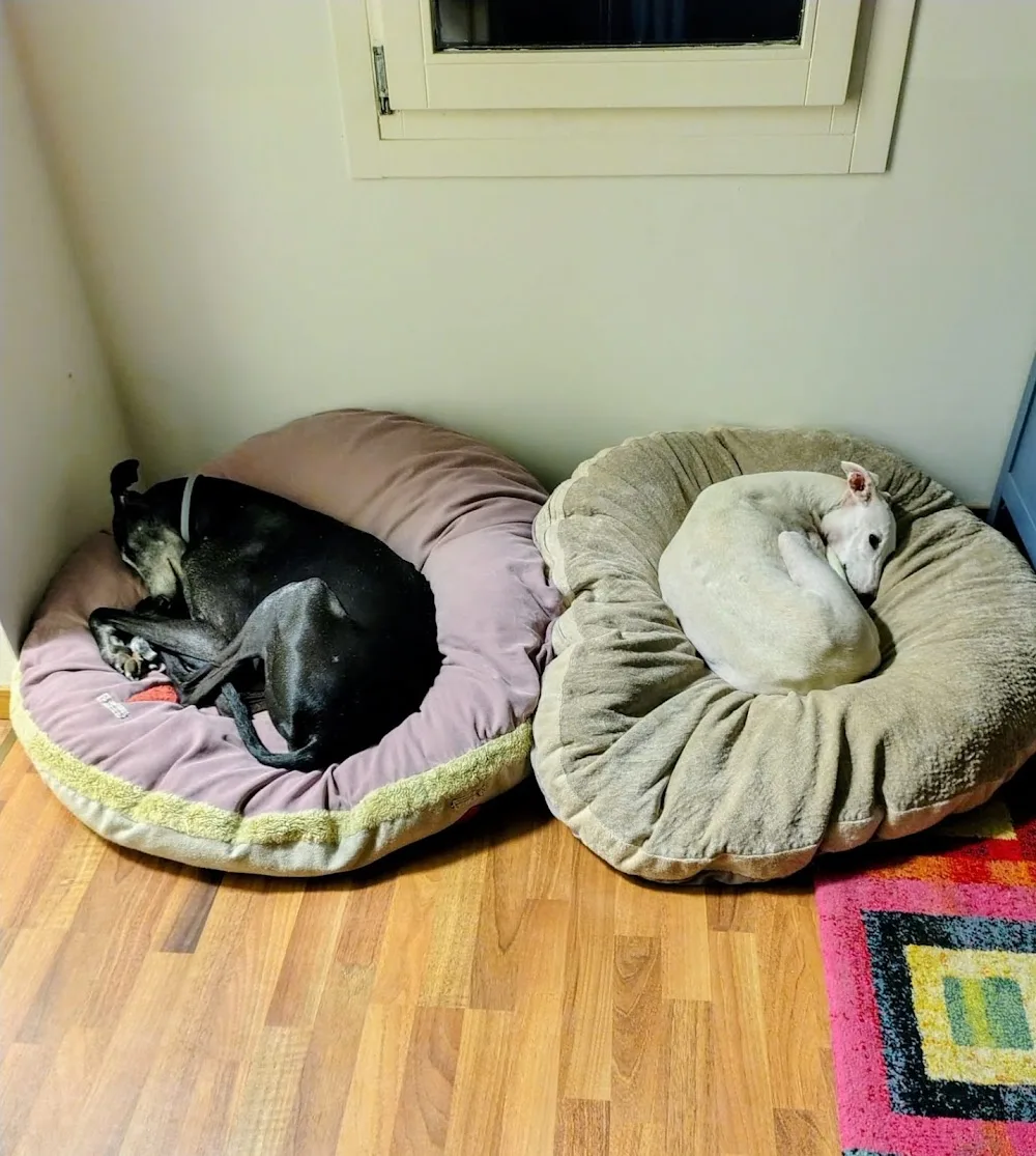 La Casa di Ettore - Padua pet otel