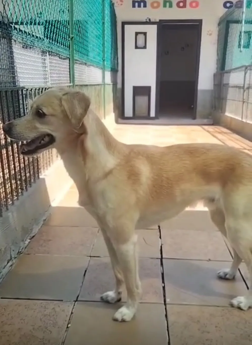 Mondo Cane pensione e Toelettatura - Padua pet otel görseli 2