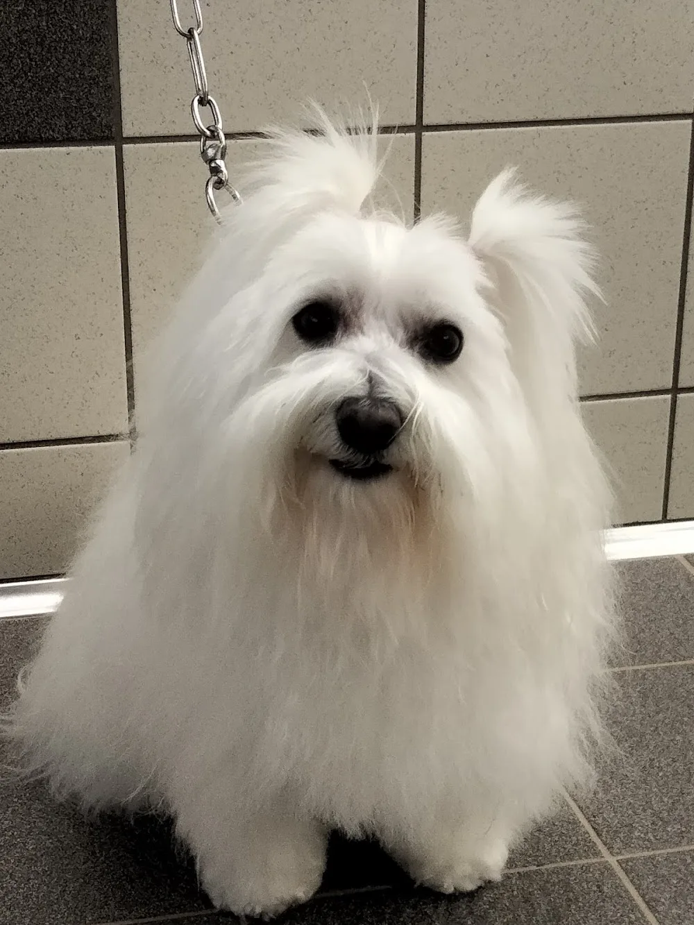 Mondo Cane pensione e Toelettatura - Padua pet otel görseli 3