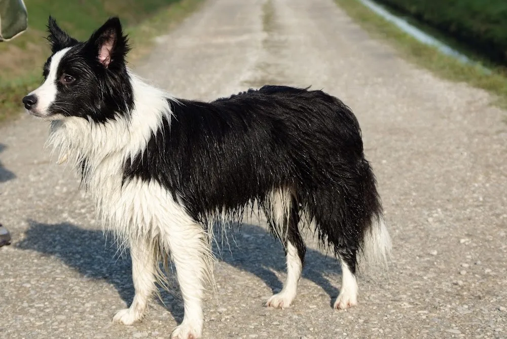MYDOGRESORT pensione e toelettatura a 5 stelle - Padua pet otel görseli 2