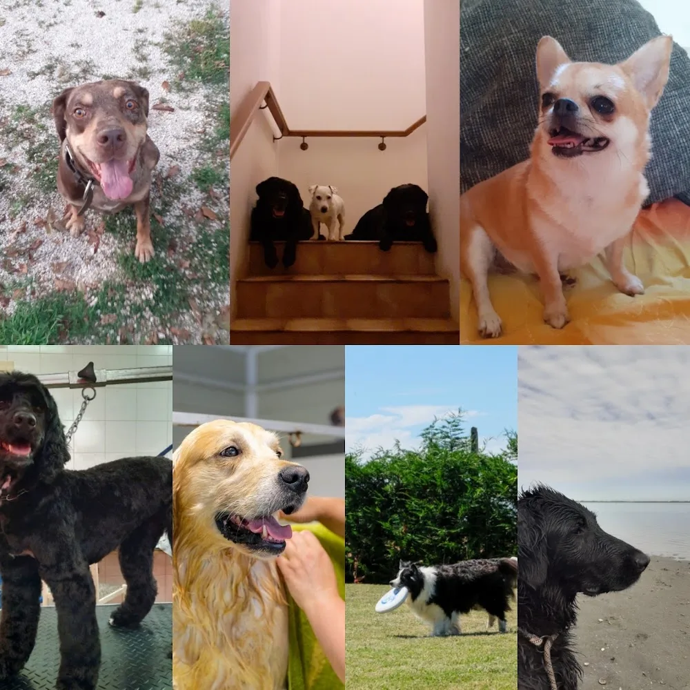 MYDOGRESORT pensione e toelettatura a 5 stelle - Padua pet otel görseli 5