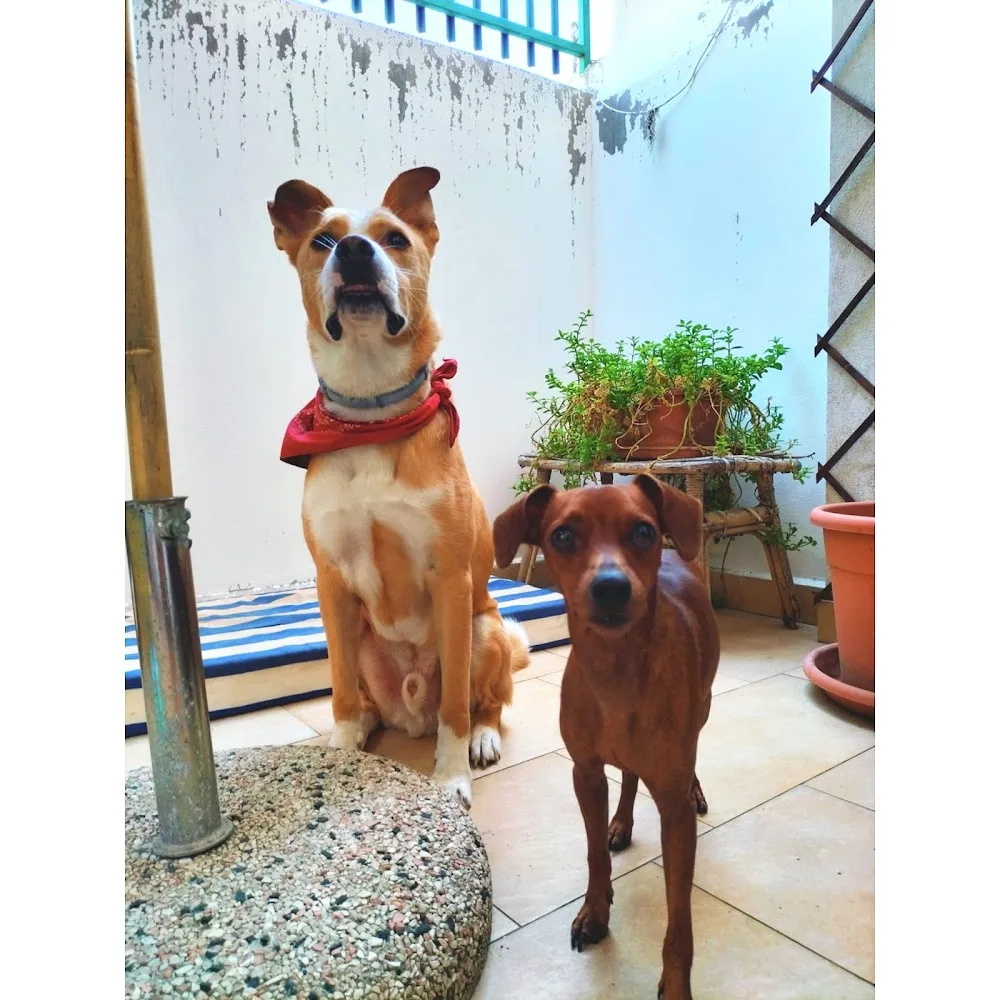Da Baldo - Casa per cani - Palermo pet otel