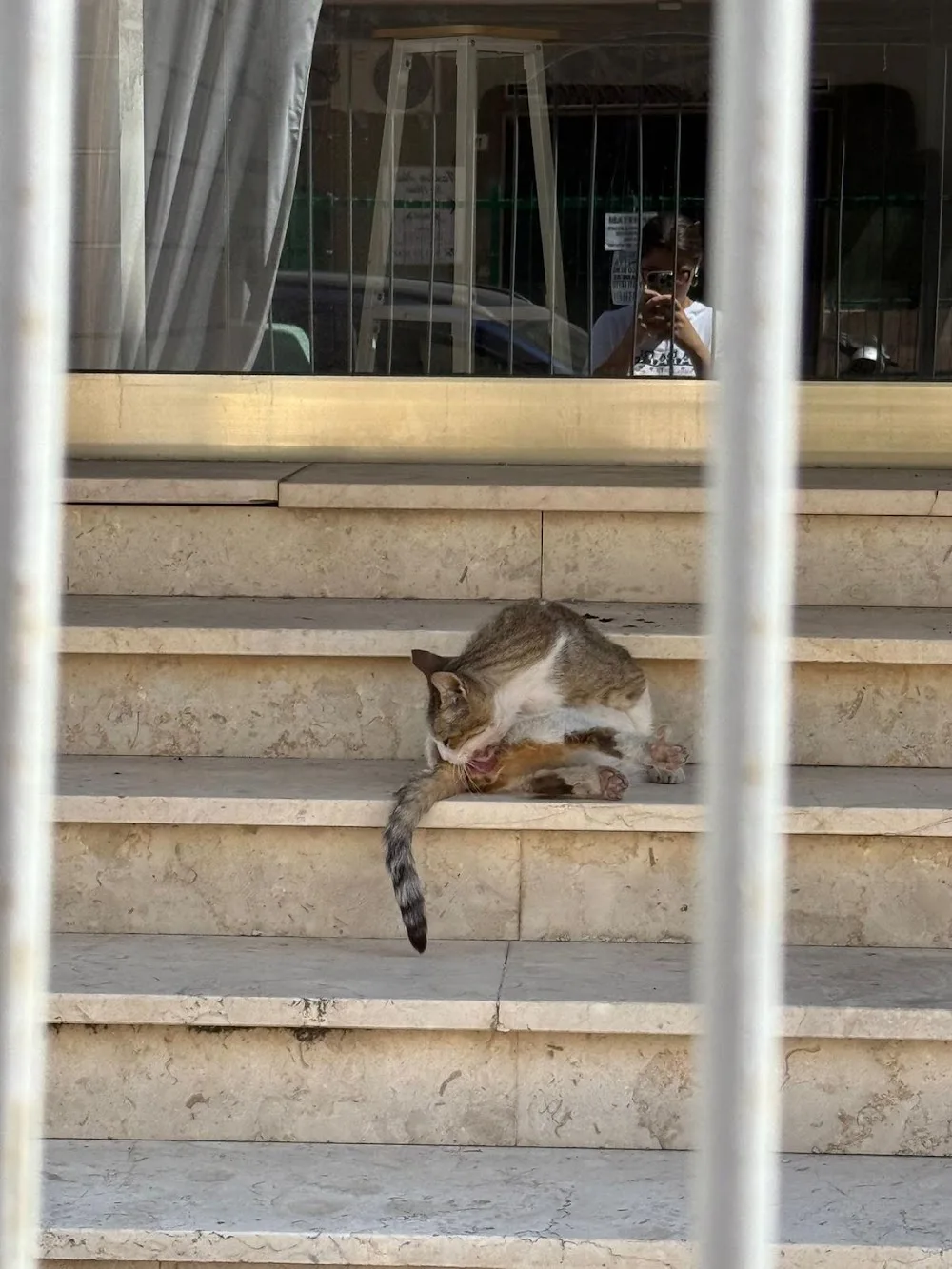 Gaettina Amoroso - Palermo pet otel