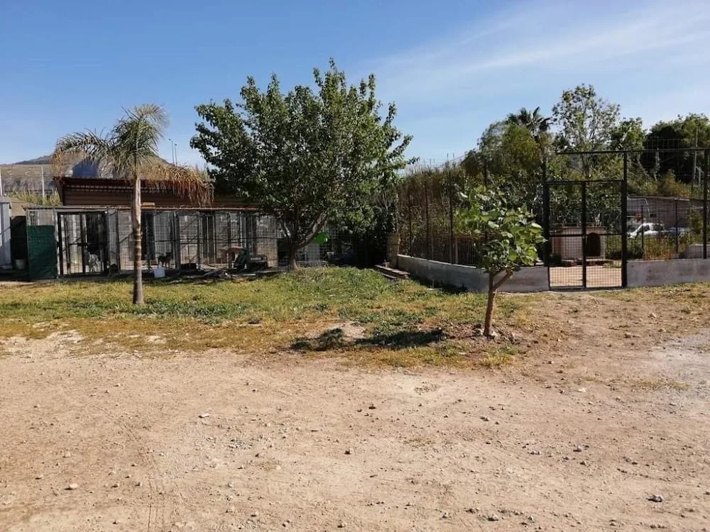 Pensione per cane - Palermo pet otel görseli 3