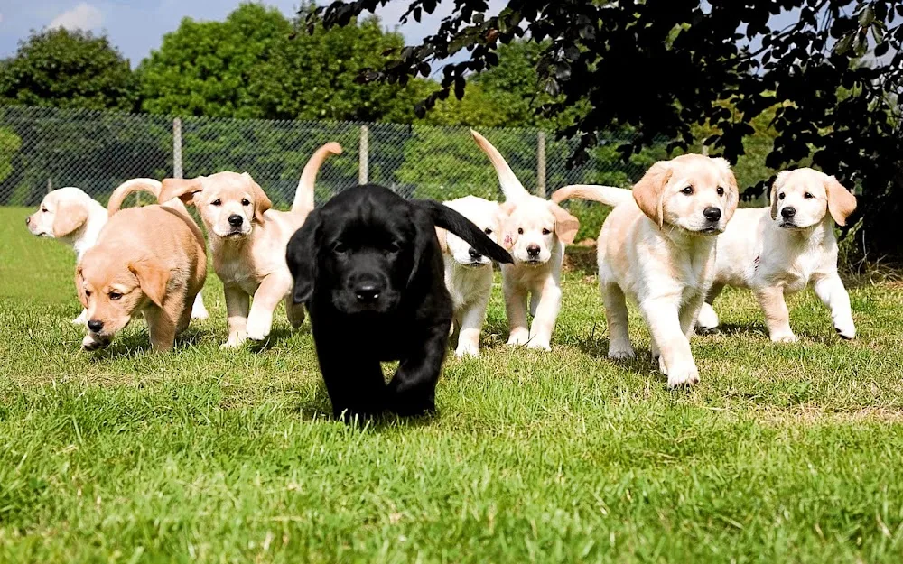 Pensione per cani - Amici degli animali - Palermo pet otel