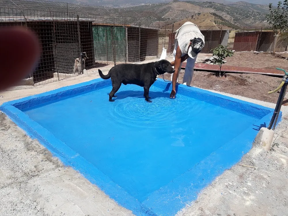 Pensione per cani - Amici degli animali - Palermo pet otel görseli 3