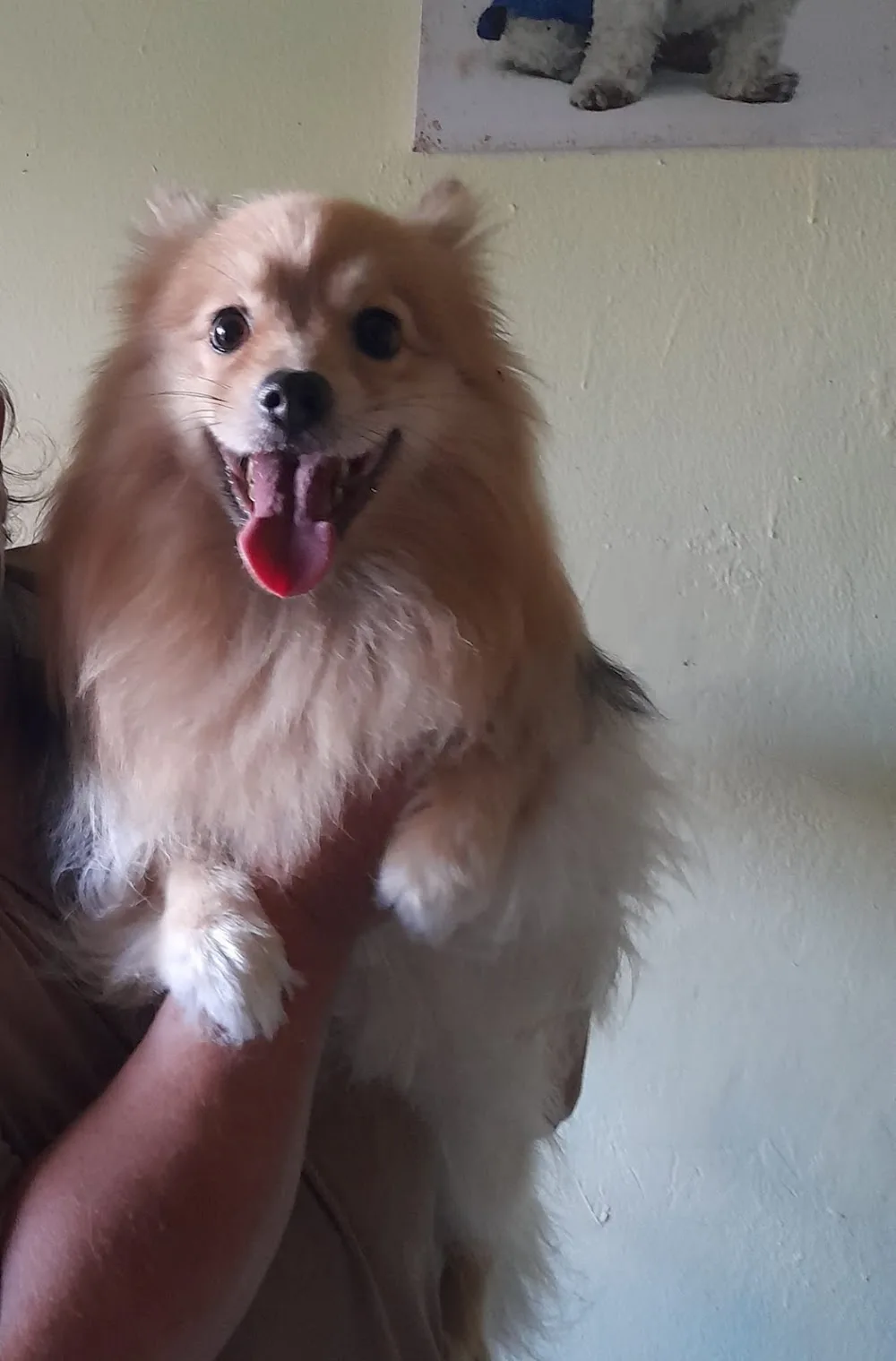 pensione per Cani - Palermo pet otel
