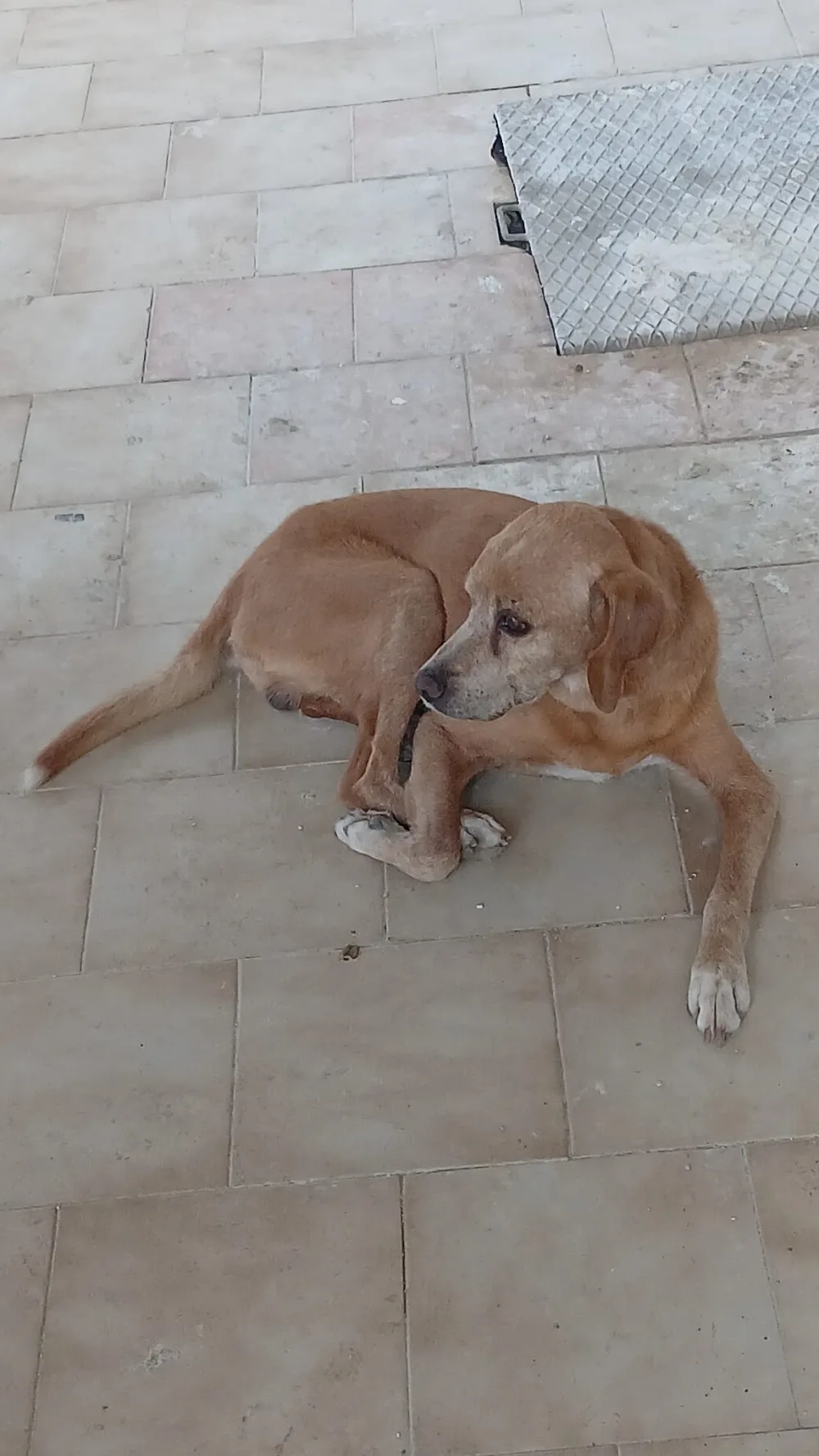 pensione per Cani - Palermo pet otel görseli 3