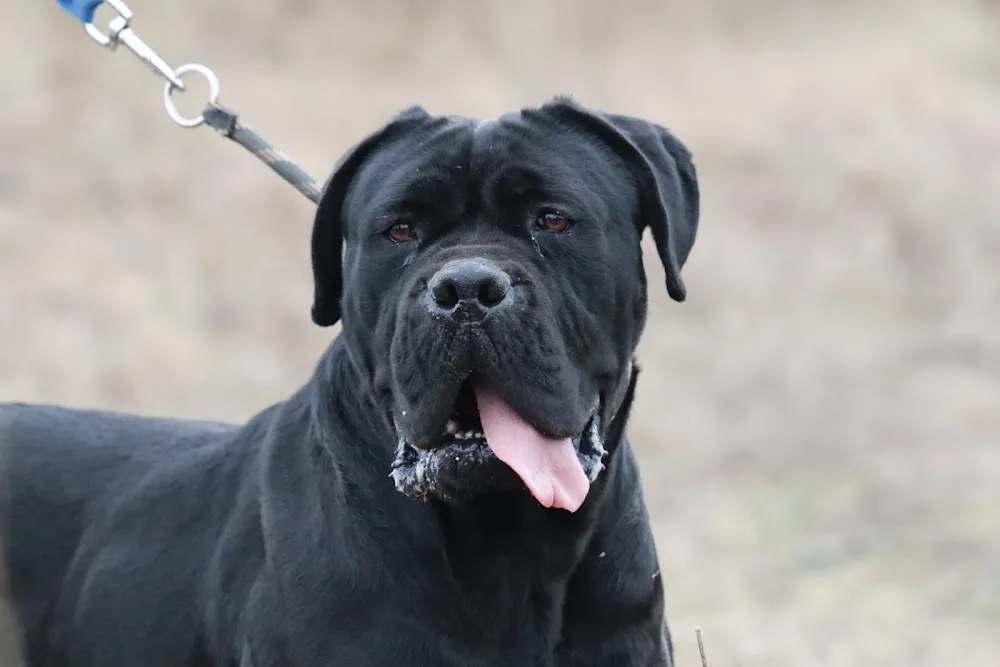 Original Legend Kennel Cane Corso - Pardubice pet otel