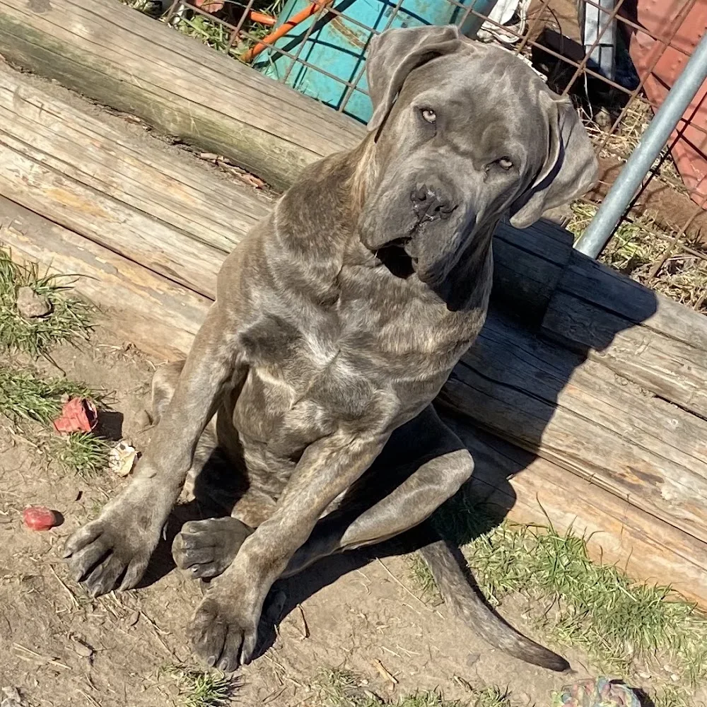 Original Legend Kennel Cane Corso - Pardubice pet otel görseli 3