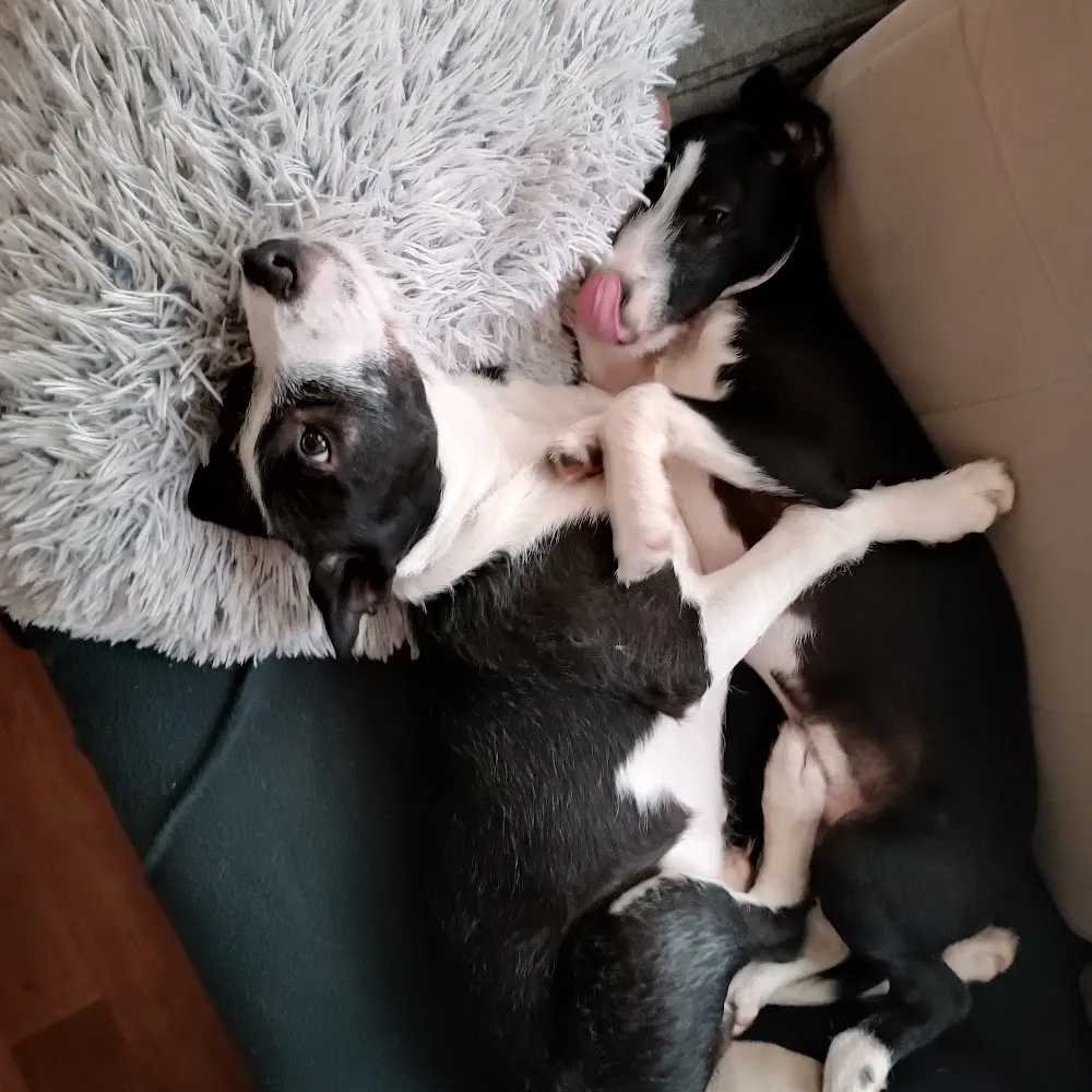 Krmiva Fimberk - Pardubický kraj pet otel görseli 5