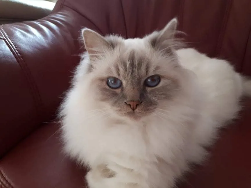 Pet Sitting - hlídání mazlíčků - Pardubický kraj pet otel