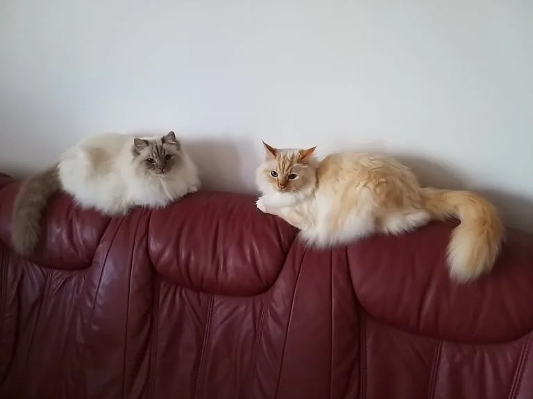 Pet Sitting - hlídání mazlíčků - Pardubický kraj pet otel görseli 3