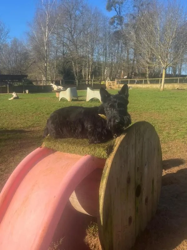 DogWalking - Parennes pet otel