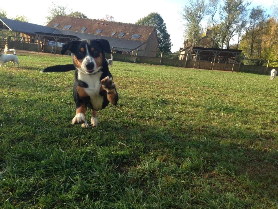 DogWalking - Parennes pet otel görseli 7