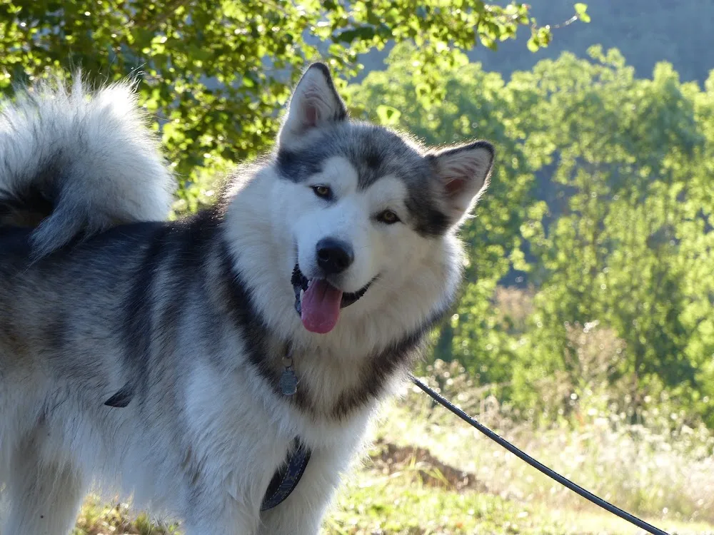 Elevage malamute & Pension canine - Parennes pet otel görseli 6