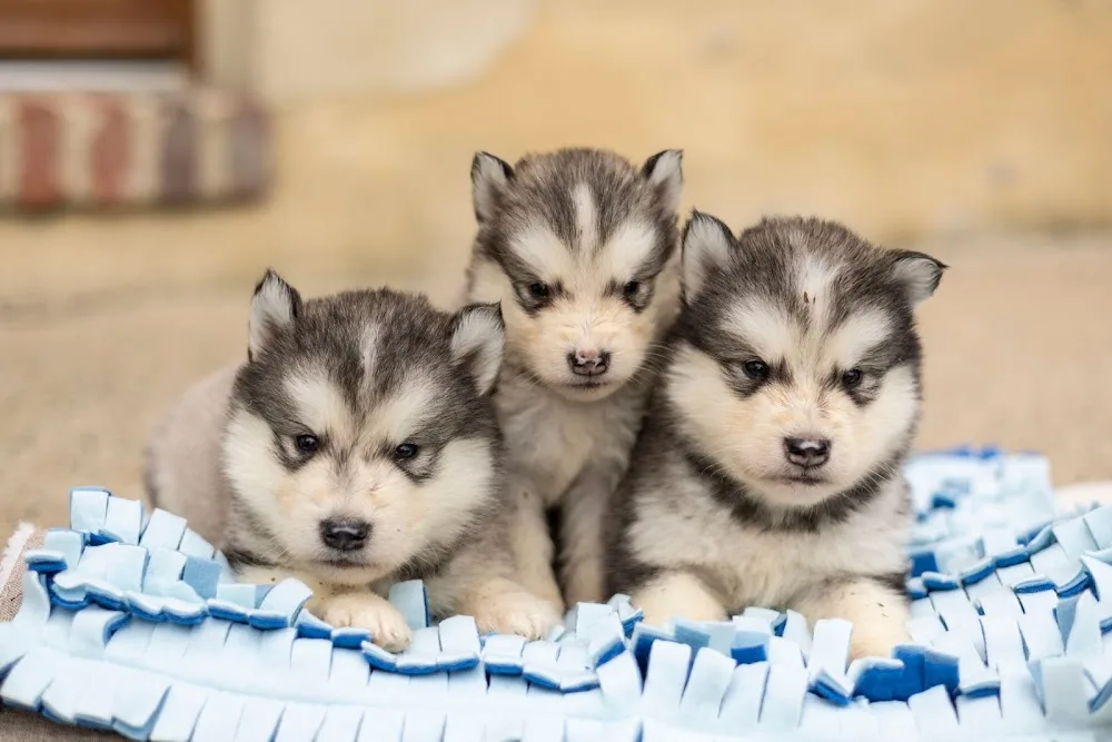 Elevage malamute & Pension canine - Parennes pet otel görseli 7