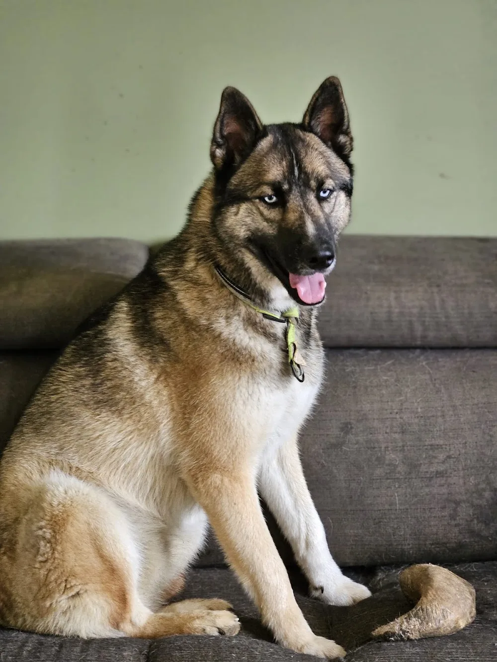 L'apprenti'Sage Canin - Parennes pet otel