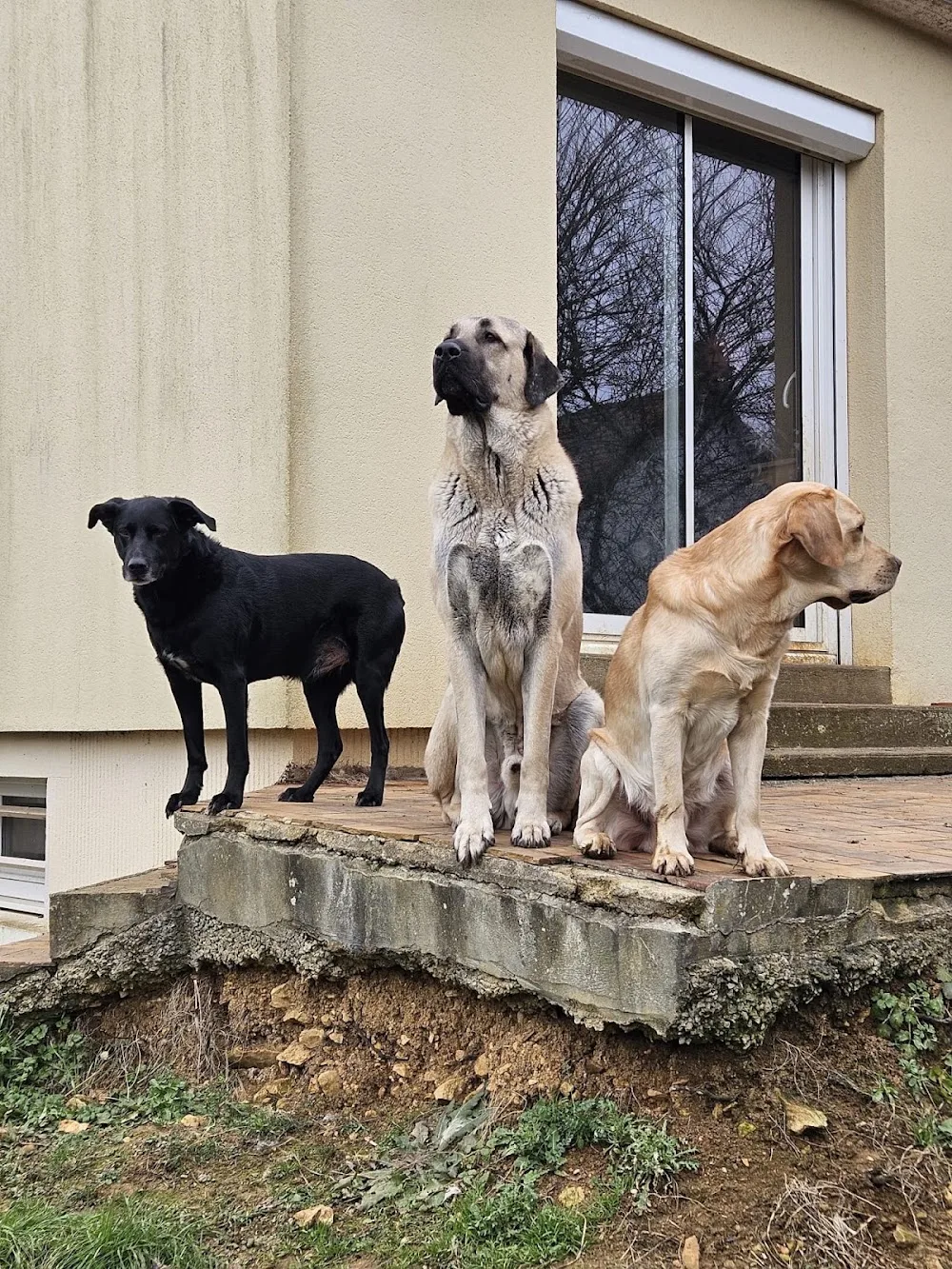 L'apprenti'Sage Canin - Parennes pet otel görseli 3