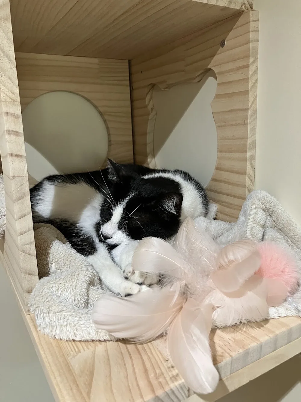 Les Cat'Pattes - Pension pour chats Sarthe - Parennes pet otel