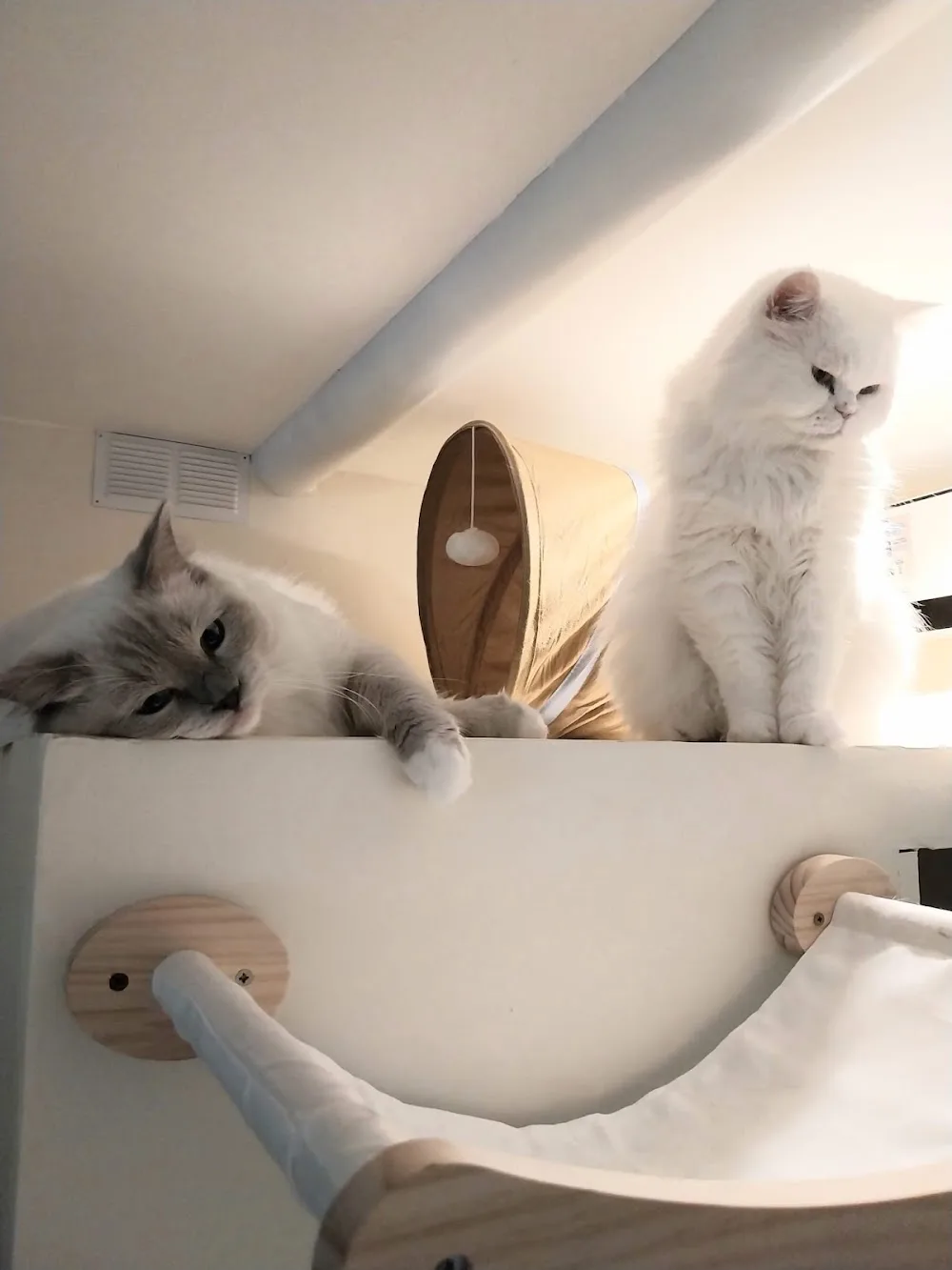Les Cat'Pattes - Pension pour chats Sarthe - Parennes pet otel görseli 7