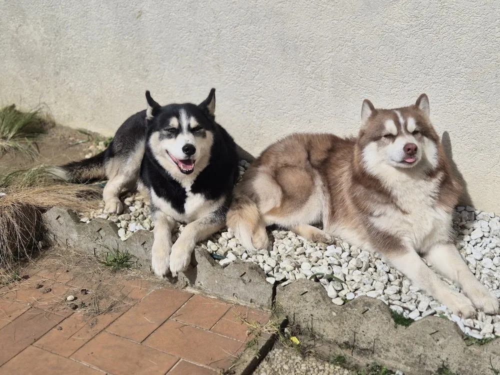 LES FOUILLUS Pension pour chiens et chats Le Mans La Flèche 72 - Parennes pet otel görseli 7