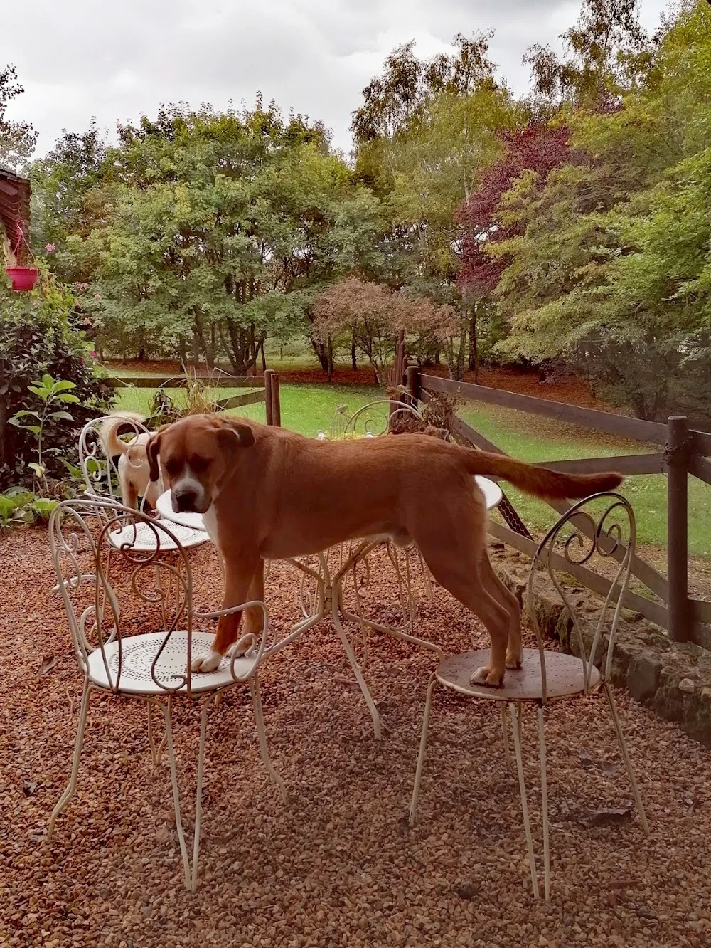 Les P'tits Clos des 4 Pattes - Parennes pet otel görseli 3