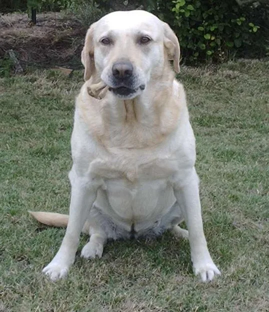 PASSION CHIEN 72 - Parennes pet otel görseli 6