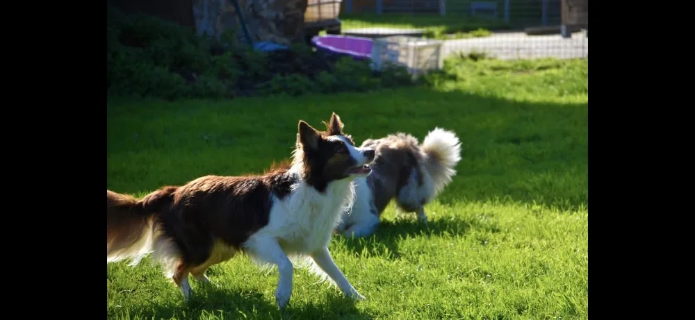 Pension Canine Du Robinard - Parennes pet otel görseli 2