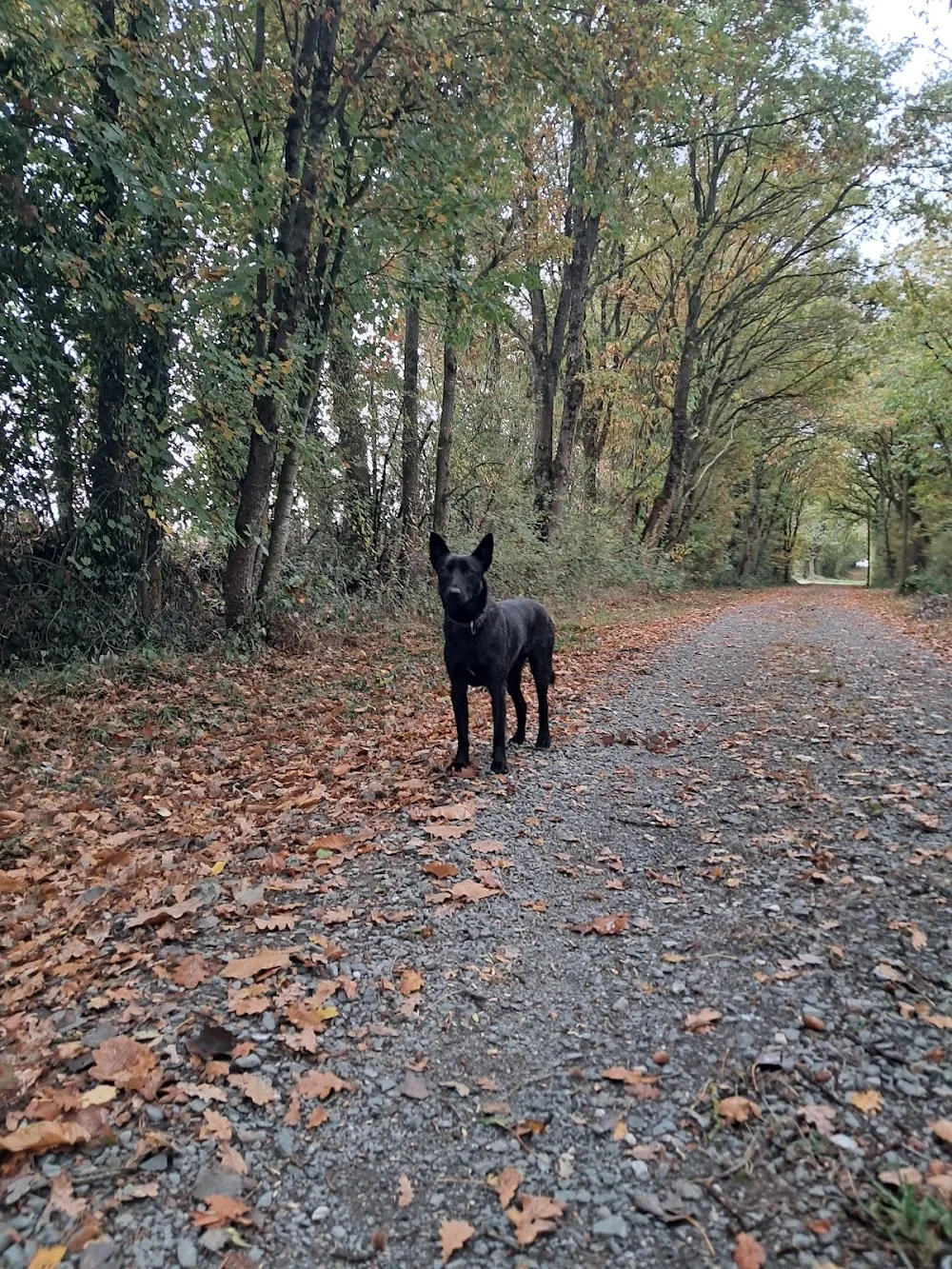 Pension canine La croix Malard - Parennes pet otel görseli 2