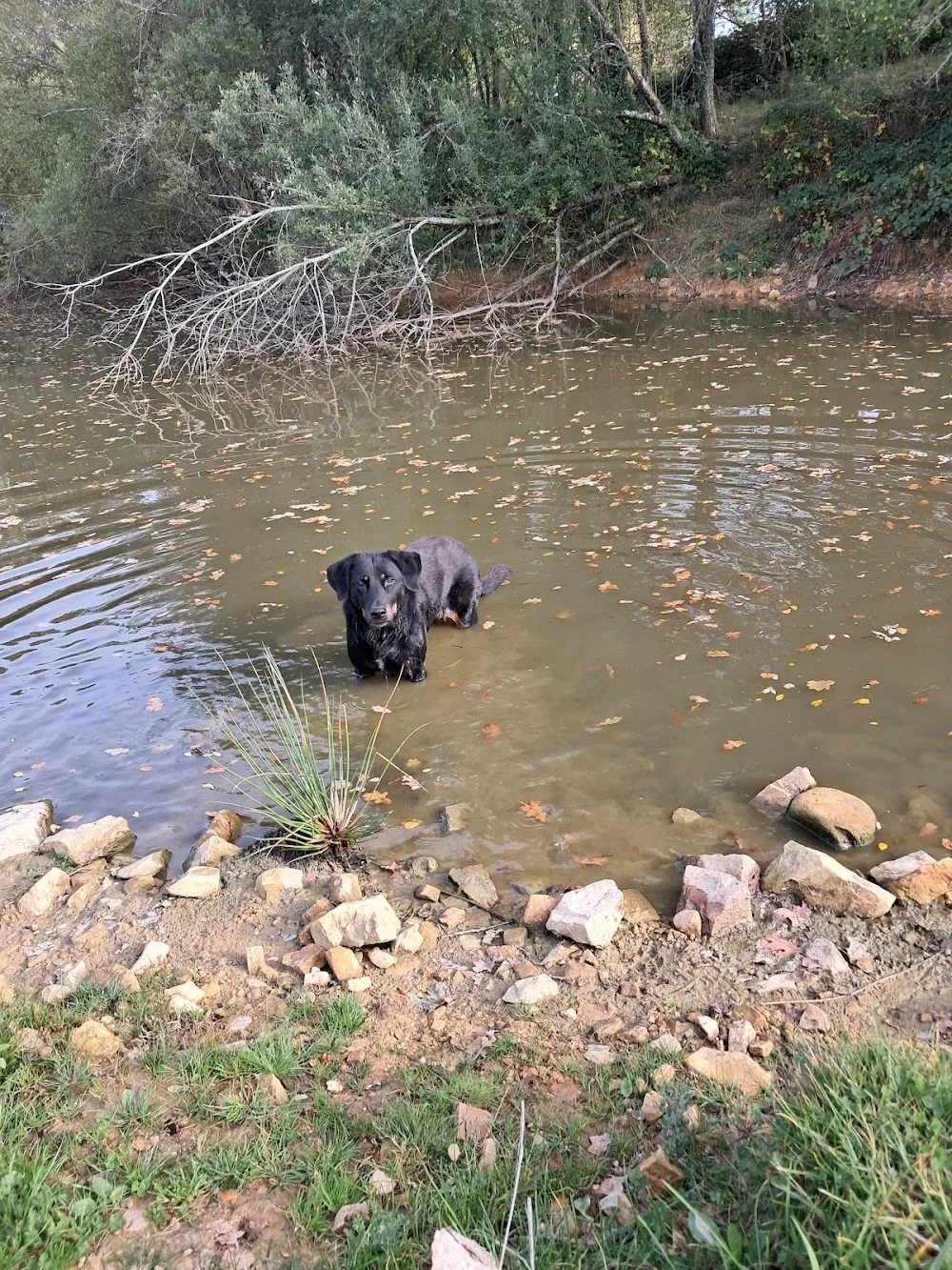 Pension canine La croix Malard - Parennes pet otel görseli 3