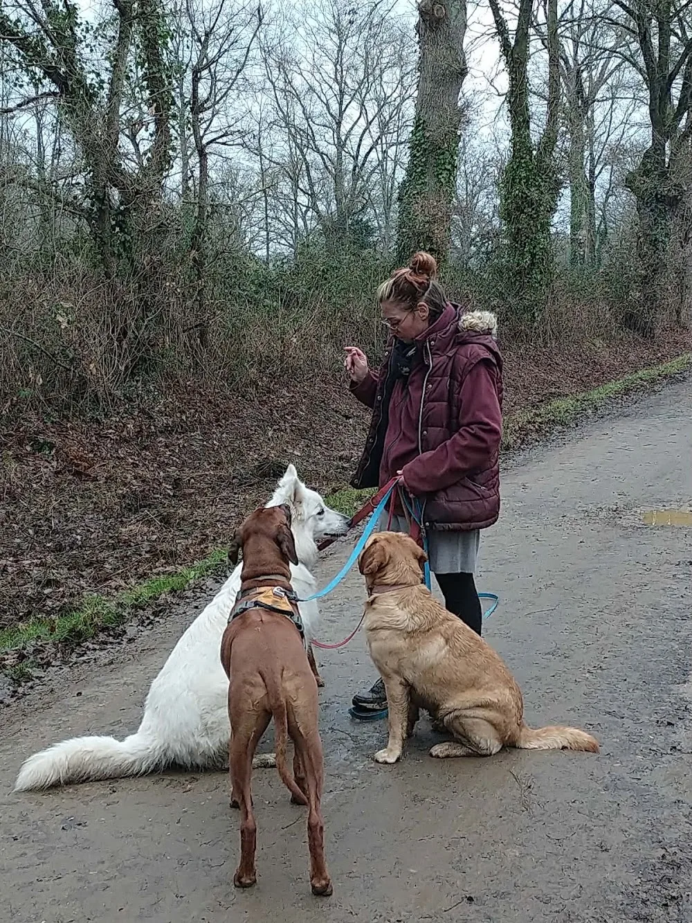 Pension Canine - Popo la bonne patte - Parennes pet otel görseli 6