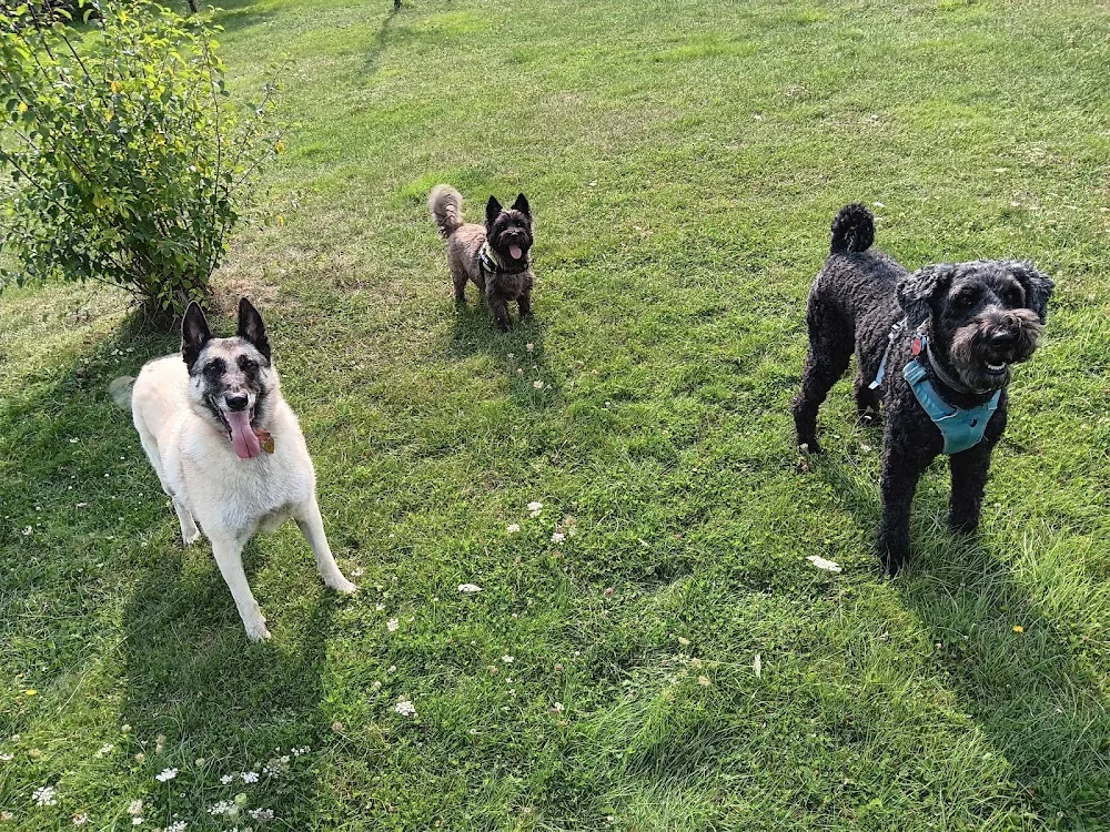 Pension canine Sarthe PEARL FAMILY & CO - Parennes pet otel görseli 6