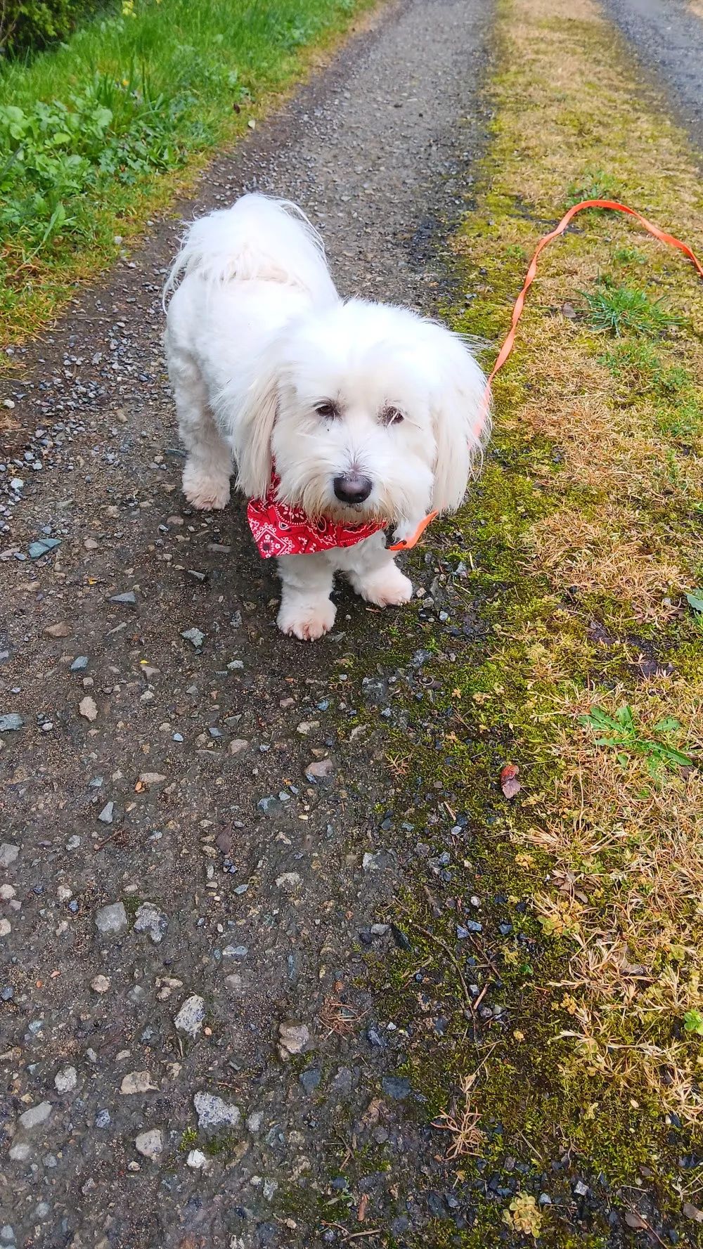 Pension canine Sarthe PEARL FAMILY & CO - Parennes pet otel görseli 7