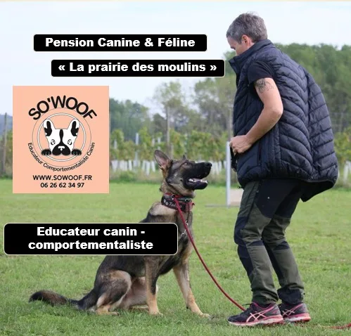 SoWoof - Sophie Boureau - Pension canine et Féline - La prairie des moulins - Parennes pet otel görseli 6