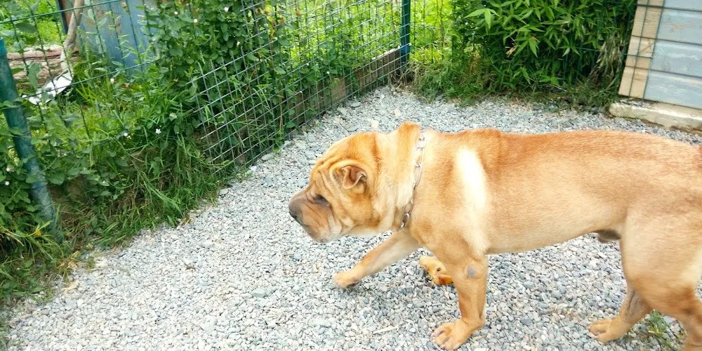 Sowoof - Parennes pet otel görseli 3