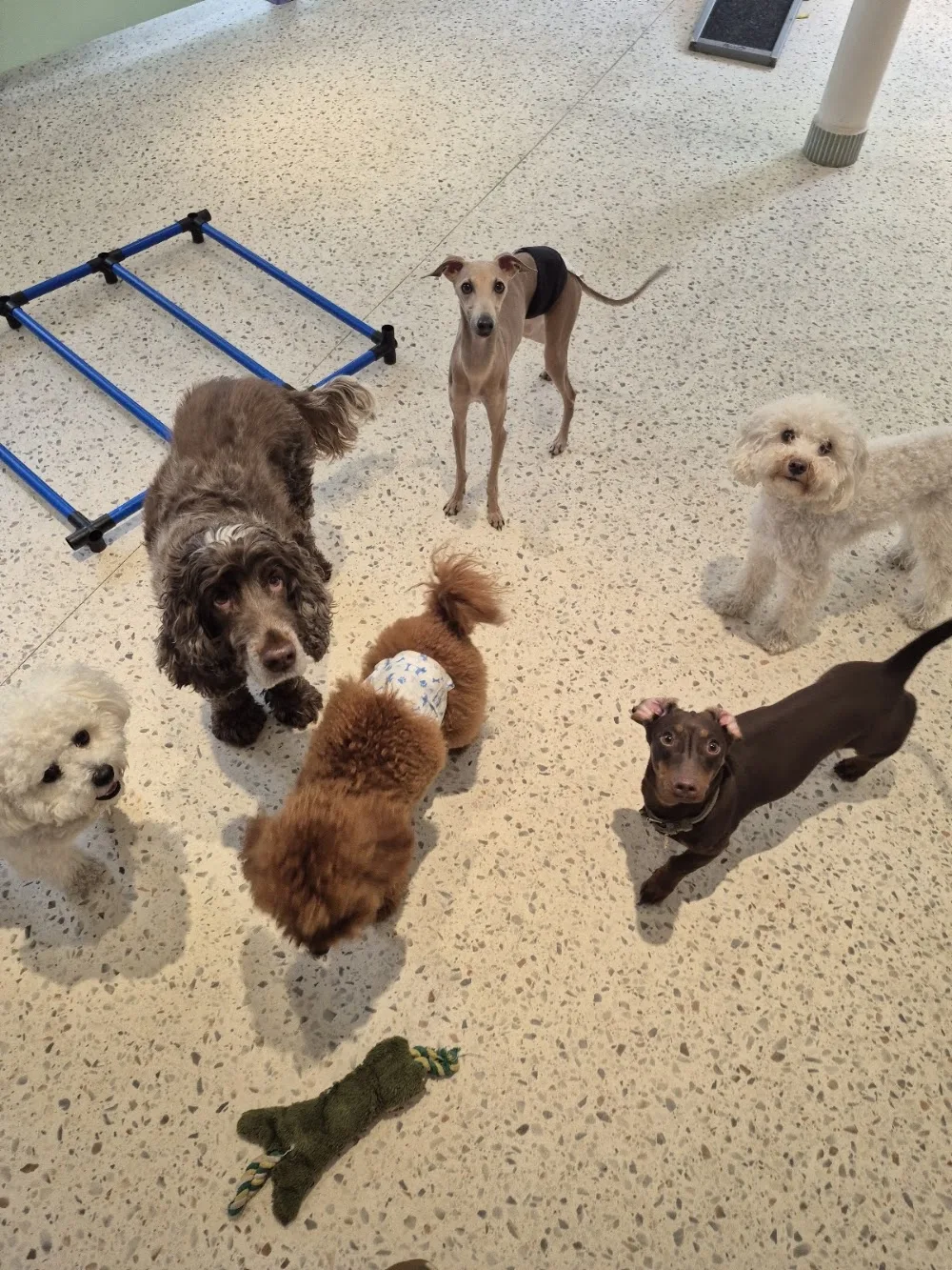 Crèche Waggy - Paris pet otel görseli 3