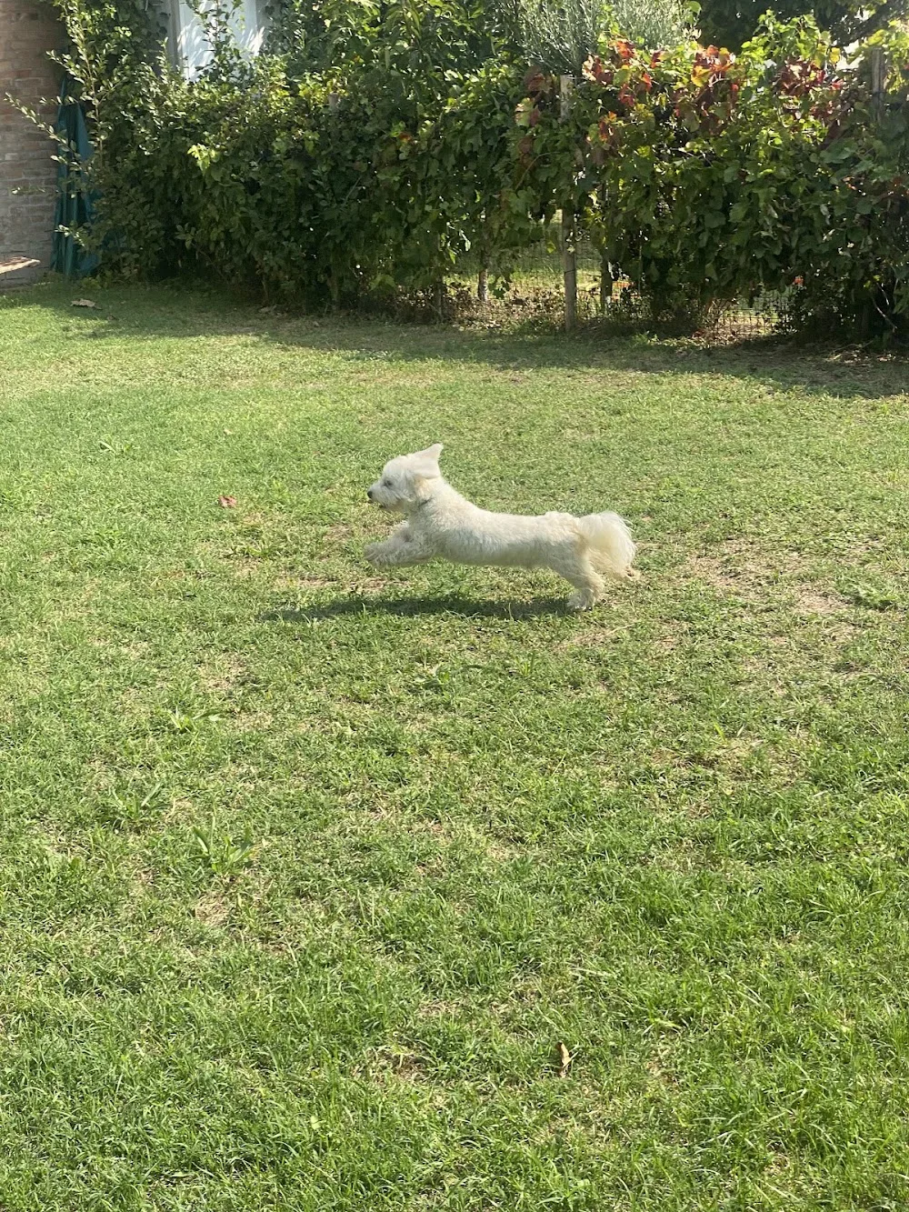 Dog Relax (Pensione per Animali Domestici) - Parma pet otel görseli 3