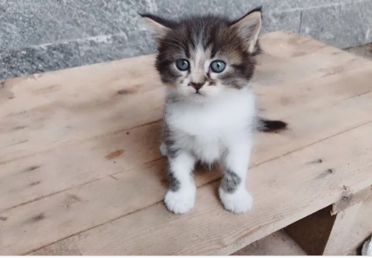 Gattile di Vicofertile - Parma pet otel görseli 2