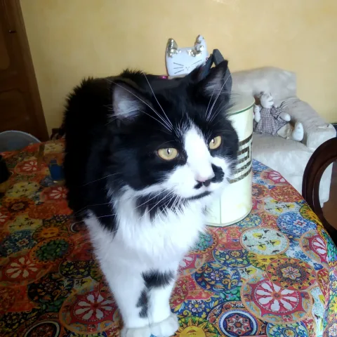 Gattile di Vicofertile - Parma pet otel görseli 5