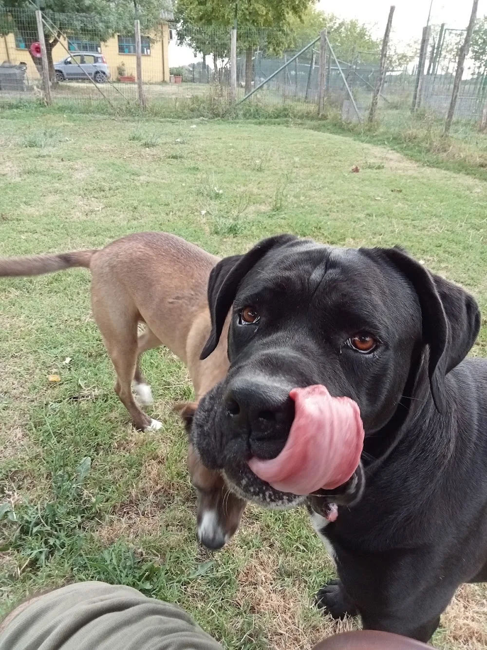 Pensione Per Cani e Gatti L'impronta - Parma pet otel görseli 3