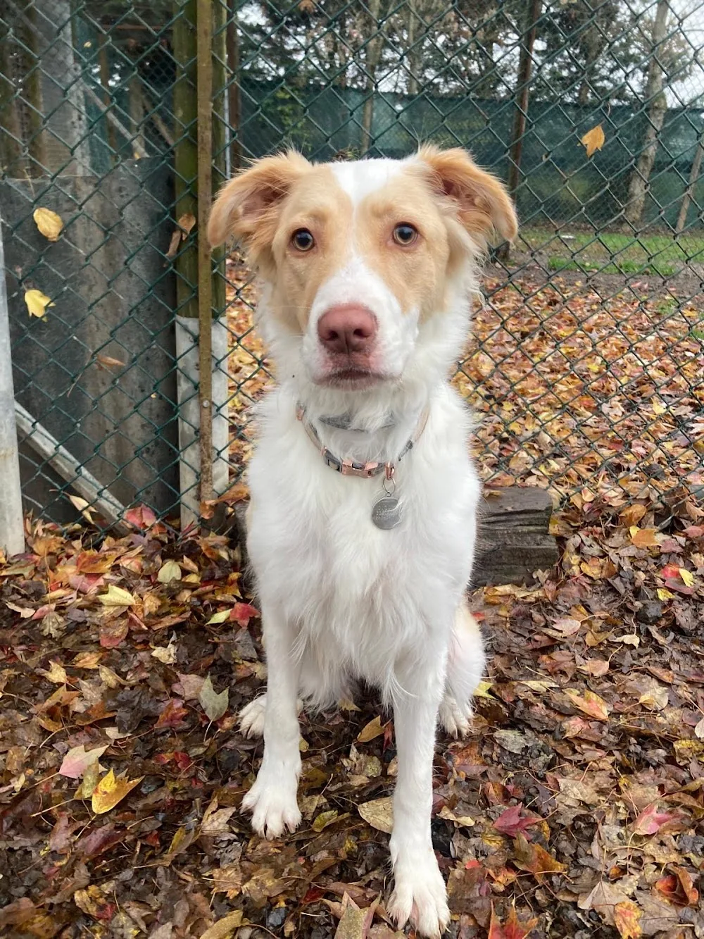 Rem Village - Pensione per Cani e Gatti - Parma - Parma pet otel