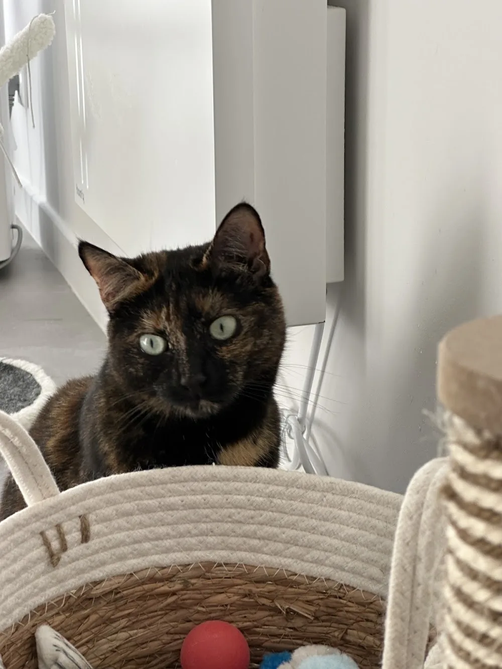 Au chat'O des minous - Pas-de-Calais pet otel görseli 3