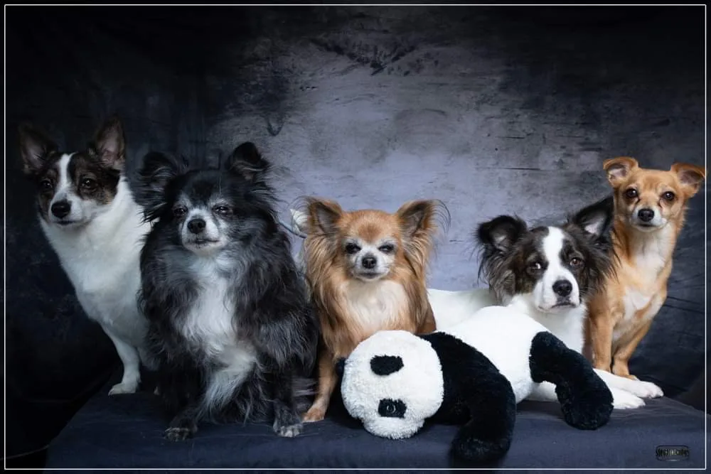 Domaine des 4 pattes - Chou, Chiens & Cie - Pas-de-Calais pet otel