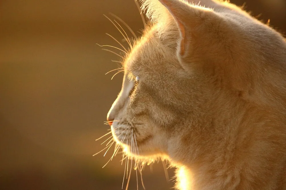 Le Chat'nel, pension féline pension pour chat à proximité de Saint-Omer Calais Audruicq Ardres - Pas-de-Calais pet otel