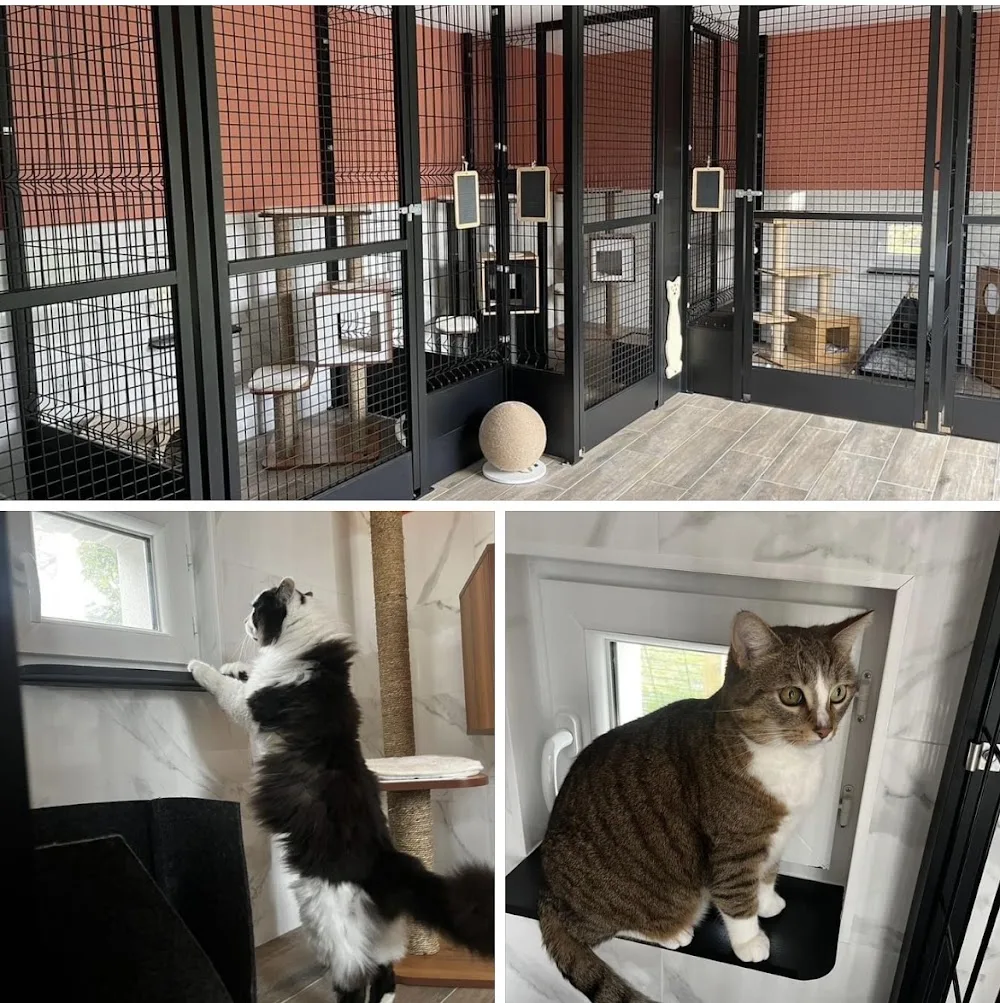 Les Pachas Daia - Pension féline - Pas-de-Calais pet otel