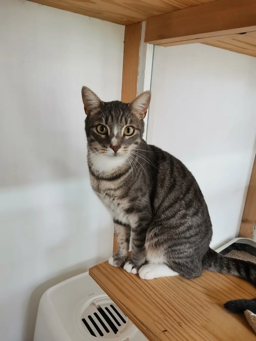 OCICAT LAND Pension chat, chaton, félin | Nord Pas de Calais - Pas-de-Calais pet otel görseli 2