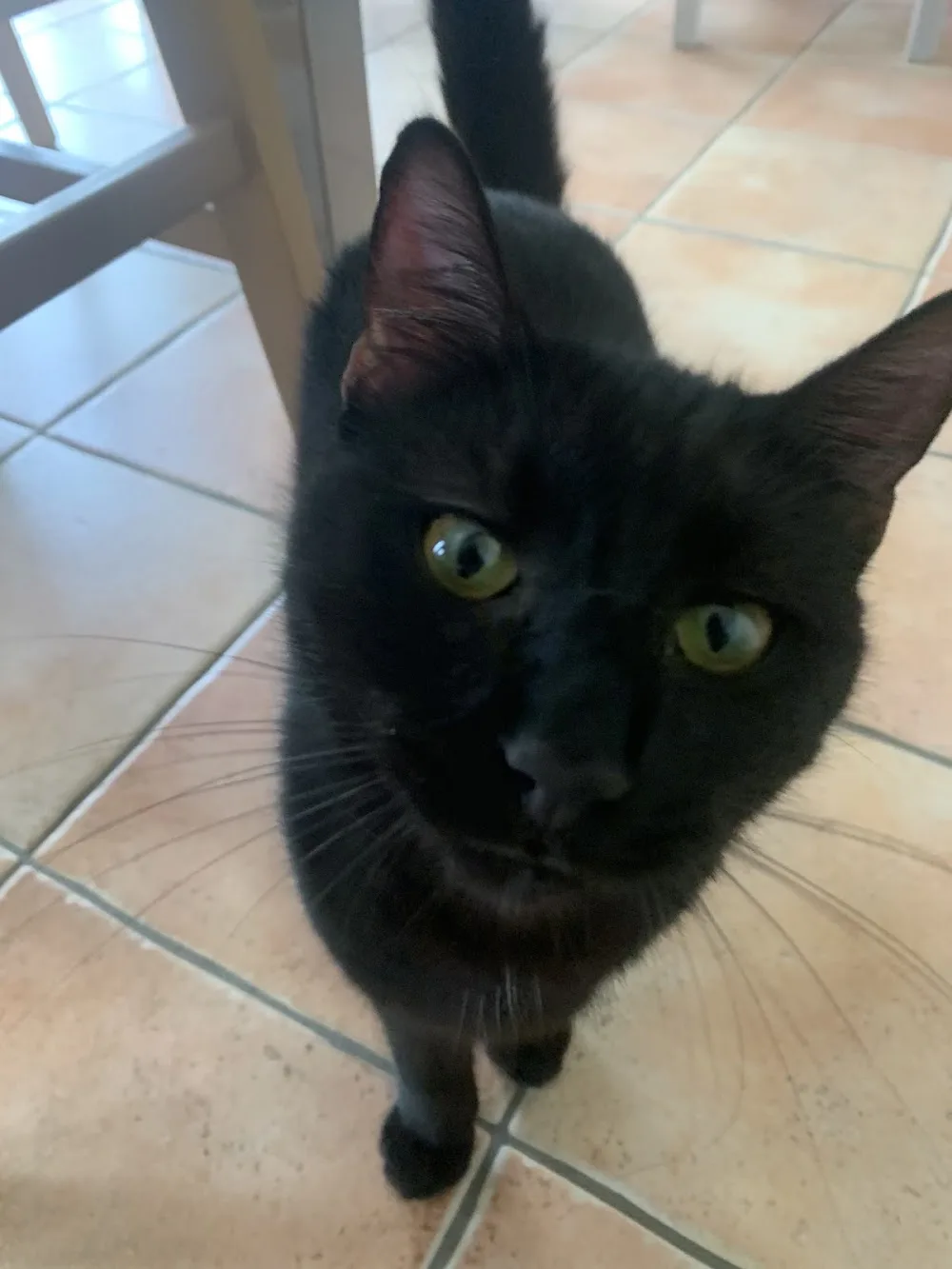 OCICAT LAND Pension chat, chaton, félin | Nord Pas de Calais - Pas-de-Calais pet otel görseli 3